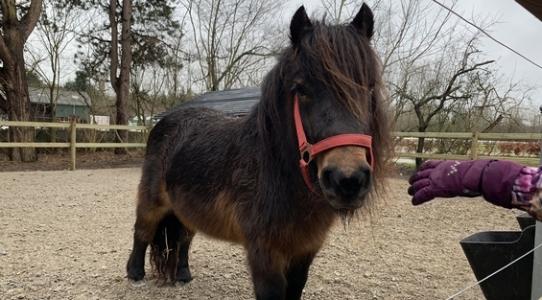 Pony og menneske hånd