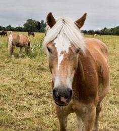 På en sommermark står mindst fem heste, en af dem tæt på, en islandsk pony med blis i panden.