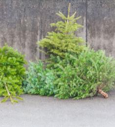 Tre juletræer ligger og står i en bunke op af en betonmur.
