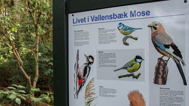 Et skilt, der forklarer om dyrelivet i Vallensbæk Mose, og som har illustrationer af dyrelivet der. Skiltet står i skovlignende miljø